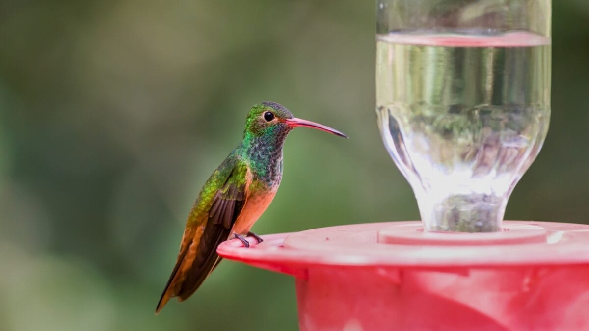 10 U.S. Hummingbirds & Where to Spot Them 10 10 U.S. Hummingbirds & Where to Spot Them - Buff bellied Hummingbird ss2124025760