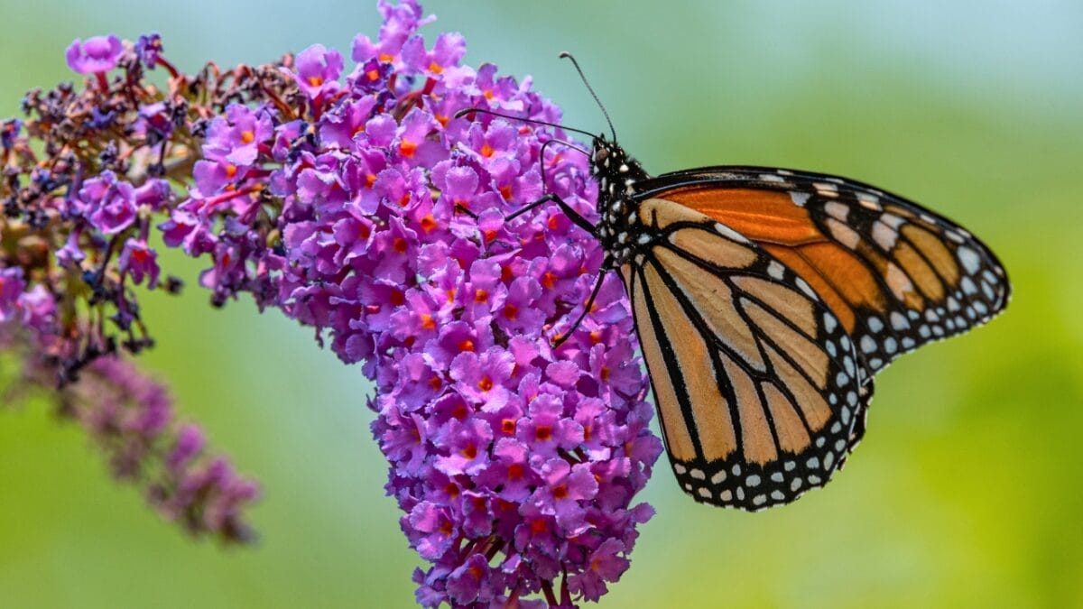 15 Stunning Shrubs to Transform Your Yard 7 15 Stunning Shrubs to Transform Your Yard - Butterfly Bush ss2012234600