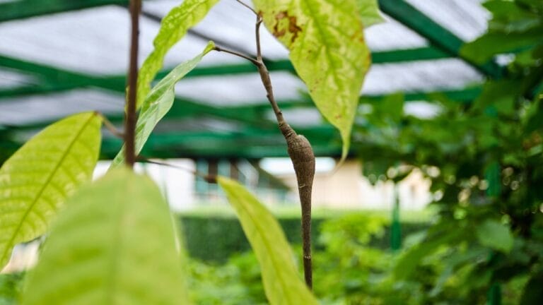 Global Chocolate Supply In Jeopardy: Facing a Serious Threat - Cacao swollen shoot virus s1198948240