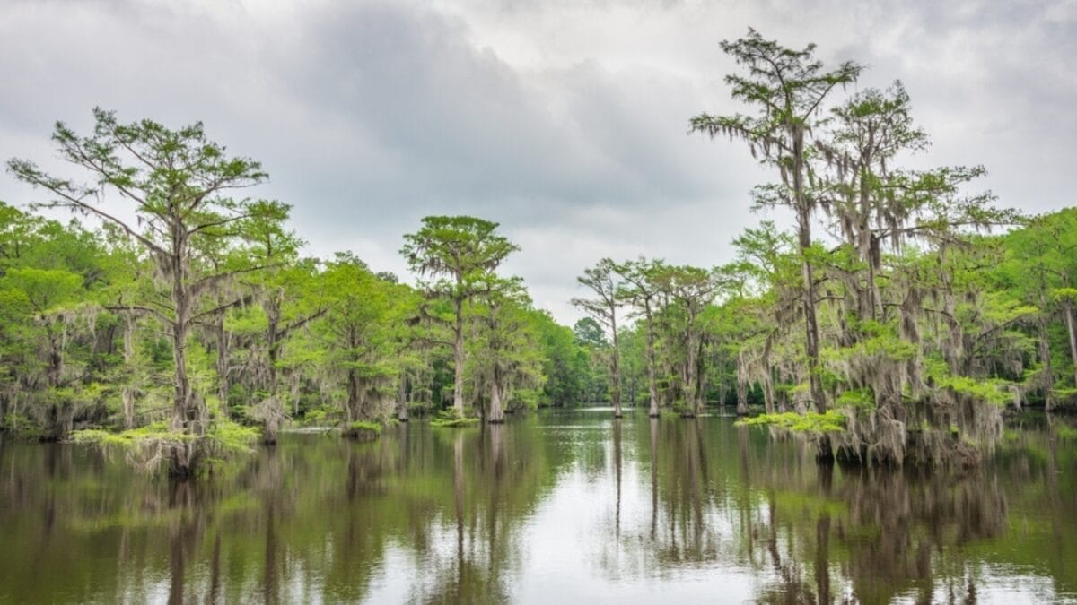 The 10 Most Alligator-Infested Lakes in the U.S. 6 The 10 Most Alligator-Infested Lakes in the U.S. - Caddo Lake ss2429061609