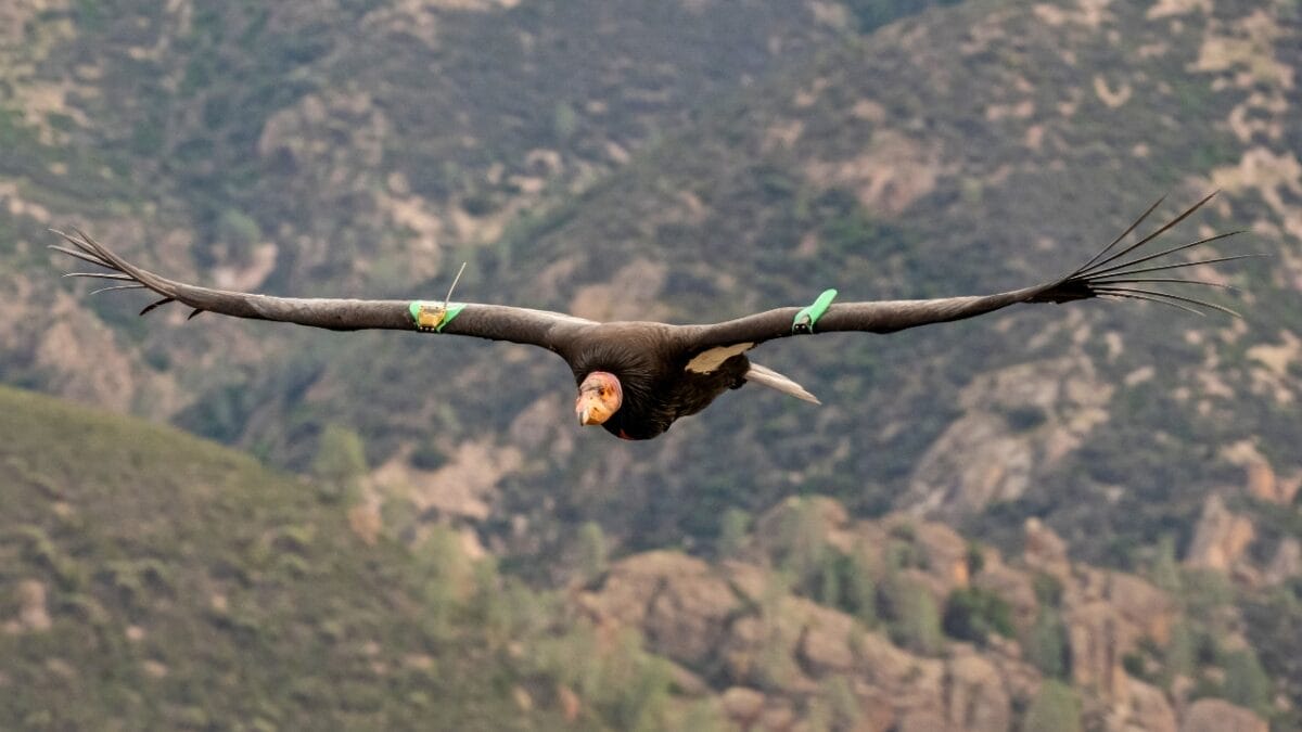 The World's 11 Largest Flying Birds: Majestic, Endangered & Making a Comeback 8 The World's 11 Largest Flying Birds: Majestic, Endangered & Making a Comeback - California Condor ss2298523827
