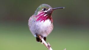 Hummingbirds See Colors Humans Can't Even Imagine 1 Hummingbirds See Colors Humans Can't Even Imagine - Calliope Hummingbird ss627565535