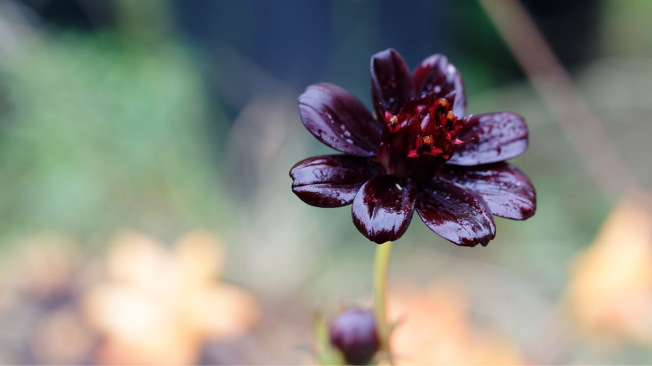 15 Striking Naturally Black Flowers to Add Mystery & Drama 8 15 Striking Naturally Black Flowers to Add Mystery & Drama - Chocolate Cosmos ss2010995027