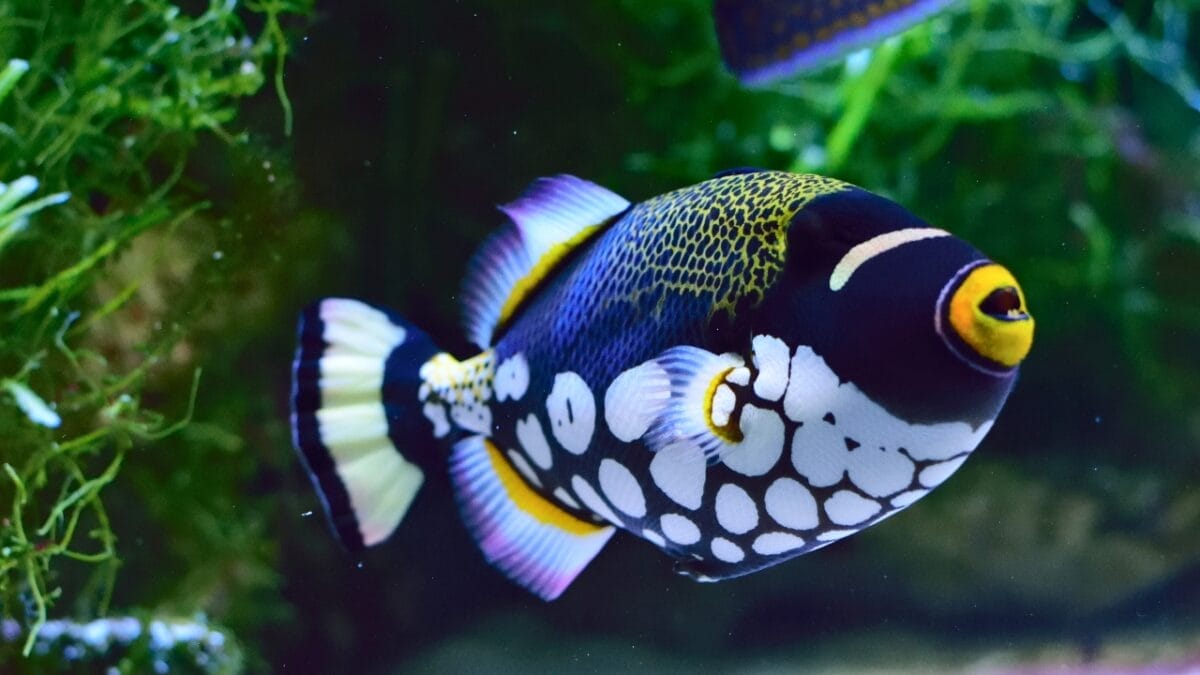 15 Bizarre & Unique Fish from Around the World 8 15 Bizarre & Unique Fish from Around the World - Clown Triggerfish ss1375873475