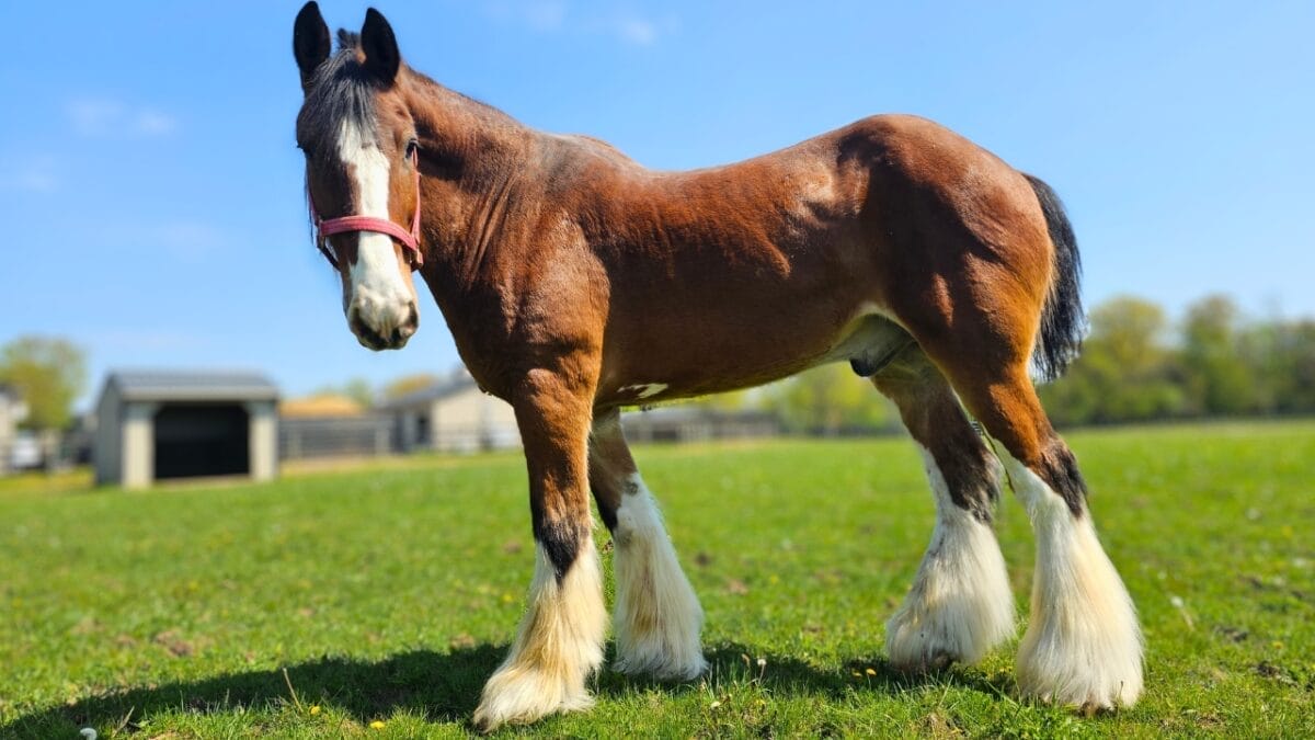 10 Beginner-Friendly Horses for First-Time Riders 10 10 Beginner-Friendly Horses for First-Time Riders - Clydesdale horse ss2414566715