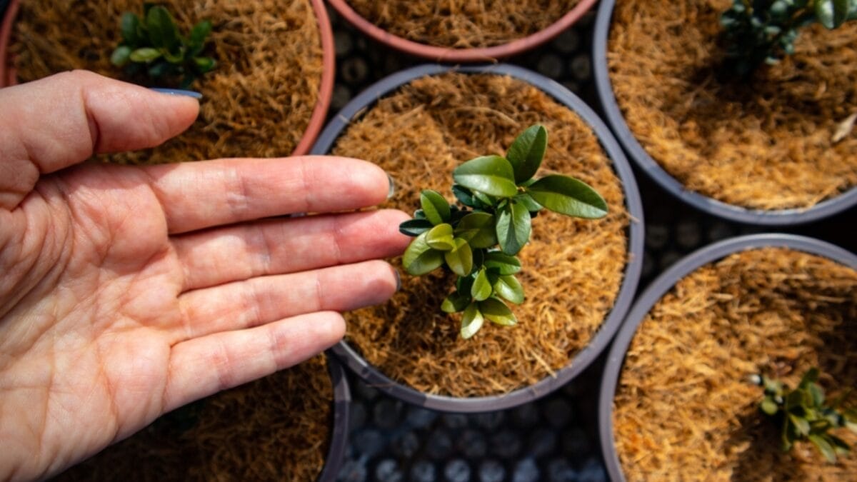 10 Tips for Beginners: Container Gardening 9 10 Tips for Beginners: Container Gardening - Coconut Coir Peat Compost ss2415031377