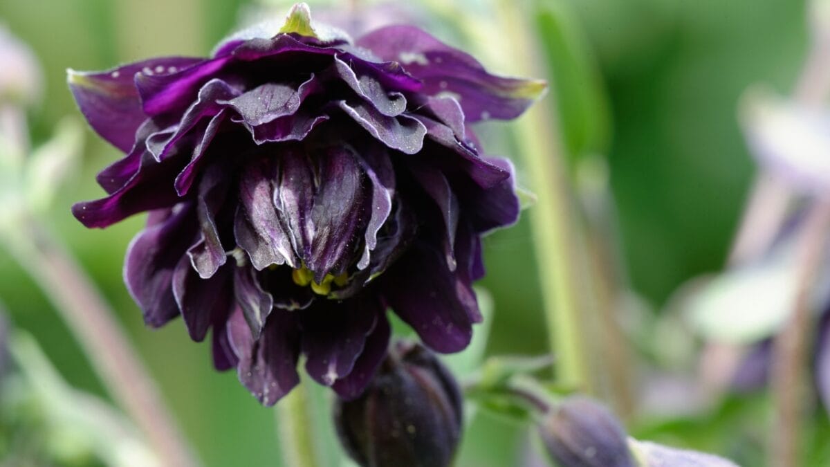 Hauntingly Beautiful: 15 Black Plants for the Ultimate Goth Garden 8 Hauntingly Beautiful: 15 Black Plants for the Ultimate Goth Garden - Columbine Black Barlow ss2161372521