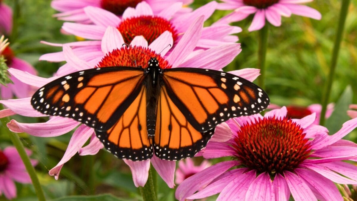 13 Plants That Attract Monarch Butterflies 8 13 Plants That Attract Monarch Butterflies - Coneflower ss1176094861