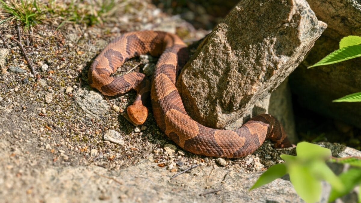 9 Slithering Snakes Found Only on the East Coast 6 9 Slithering Snakes Found Only on the East Coast - Copperhead snake ss1733949755