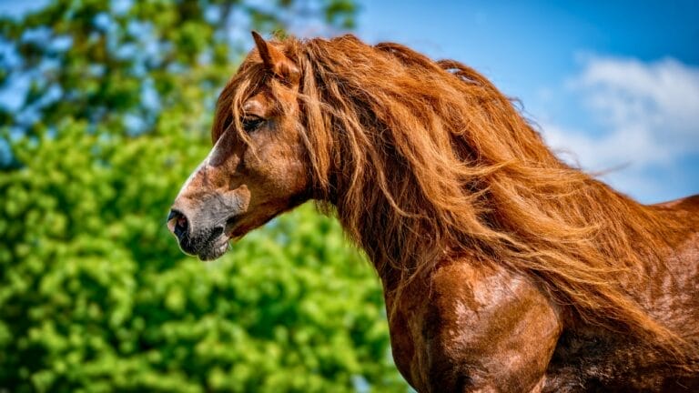 8 Largest Horse Breeds in the World 7 8 Largest Horse Breeds in the World - Czech Coldblood Horse ss1935257318