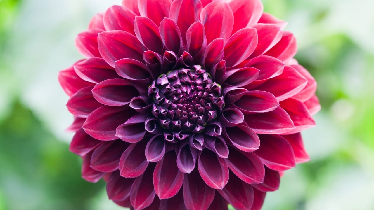 15 Striking Naturally Black Flowers to Add Mystery & Drama 16 15 Striking Naturally Black Flowers to Add Mystery & Drama - Dahlia Black Satin ss1192141345