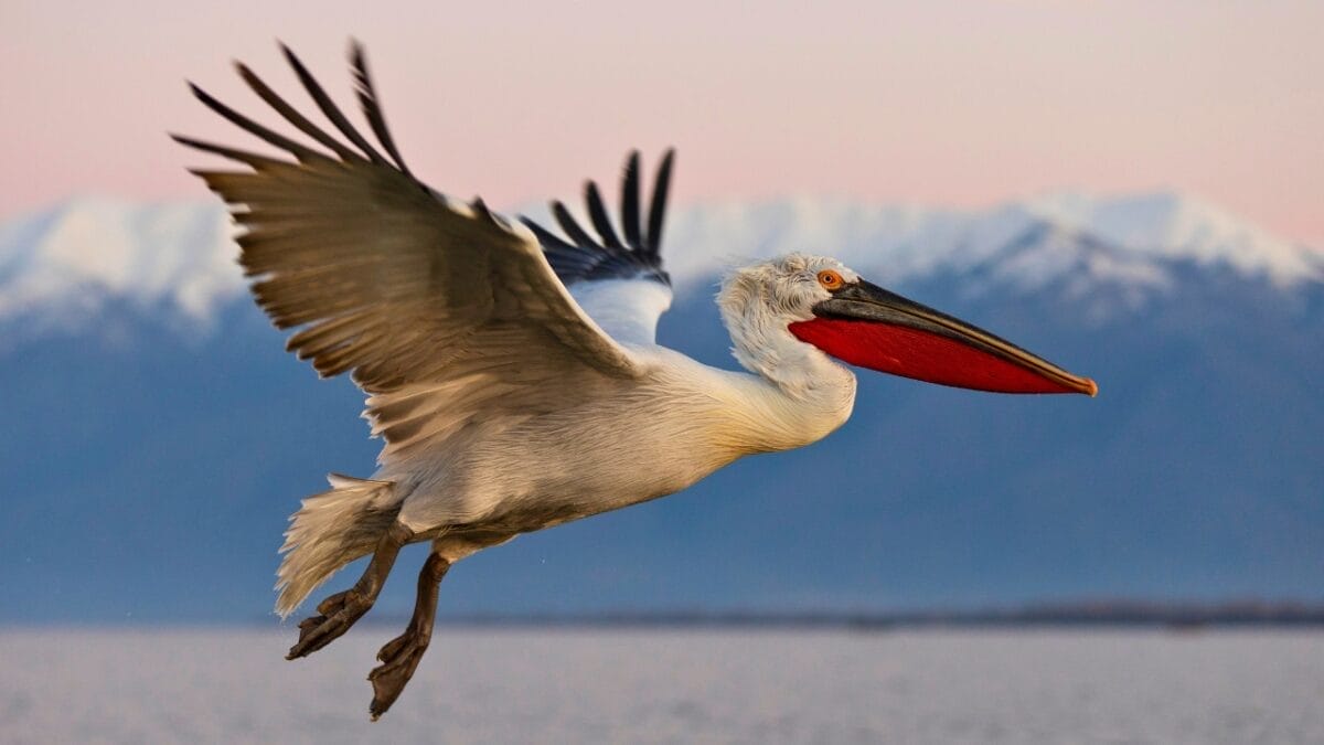 The World's 11 Largest Flying Birds: Majestic, Endangered & Making a Comeback 5 The World's 11 Largest Flying Birds: Majestic, Endangered & Making a Comeback - Dalmatian Pelican ss1687913956
