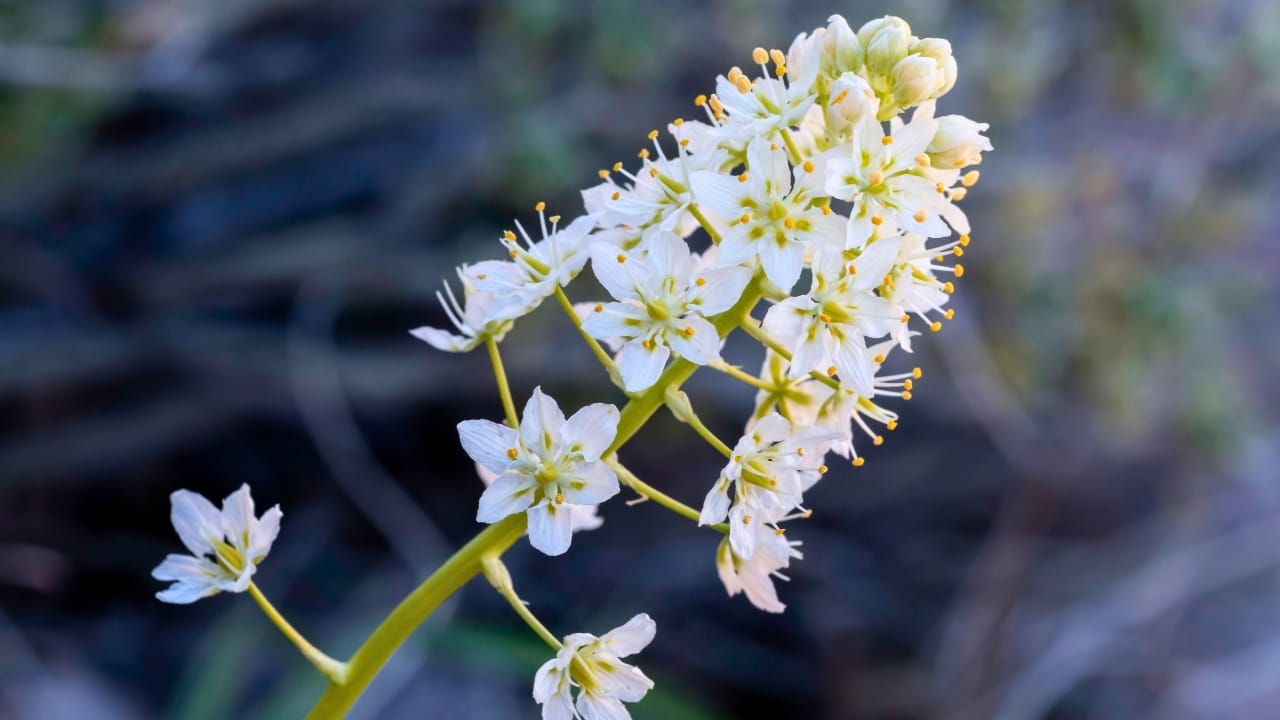 23 Deadly Plants to NEVER Touch: Linked to Over 21,400 Poisoning Cases 20 23 Deadly Plants to NEVER Touch: Linked to Over 21,400 Poisoning Cases - Death Camas ss1611035509