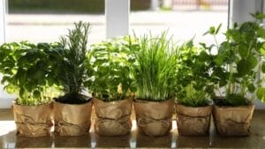 How to Cultivate Your Own Flavorful Herb Garden at Home 1 How to Cultivate Your Own Flavorful Herb Garden at Home - Different aromatic potted herbs ss2184909753