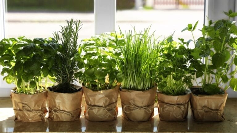 How to Cultivate Your Own Flavorful Herb Garden at Home - Different aromatic potted herbs ss2184909753