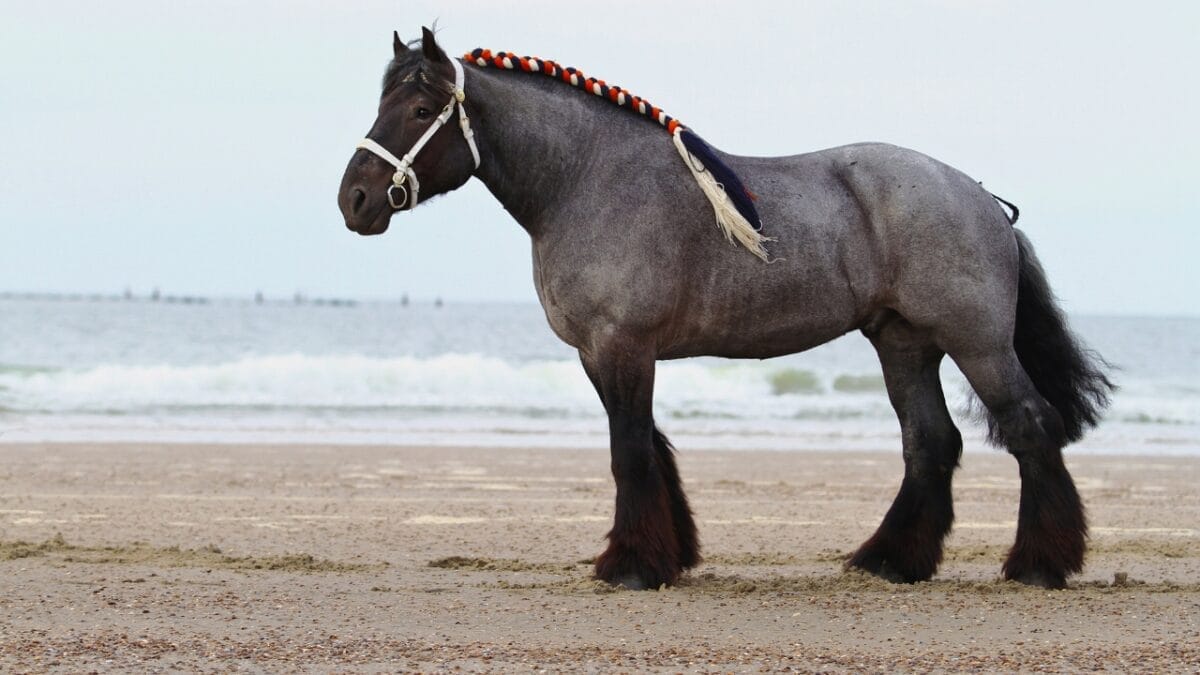 8 Largest Horse Breeds in the World 7 8 Largest Horse Breeds in the World - Dutch Draft horse ss641405164