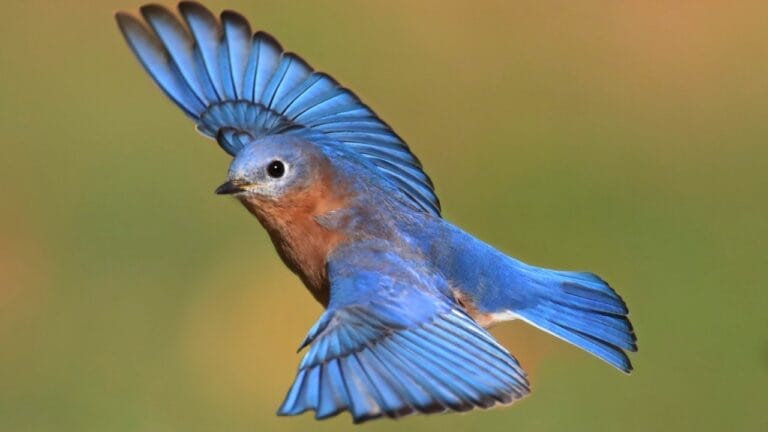 10 Ways to Attract Bluebirds to Your Yard - Eastern Bluebird dp337639986