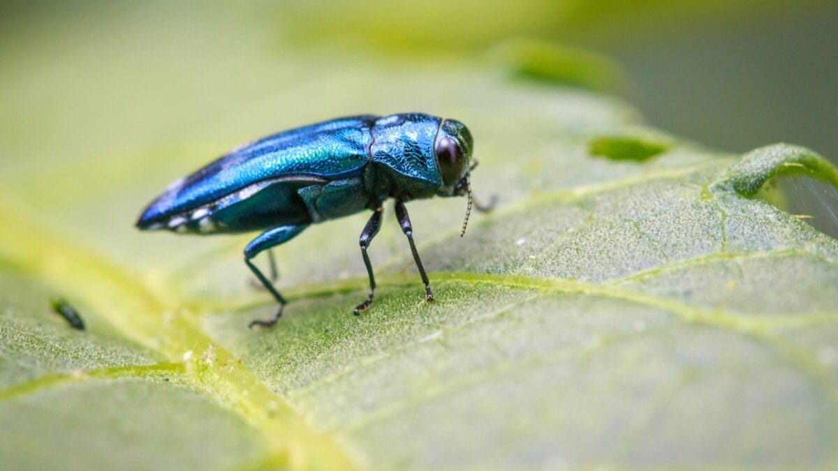14 Dangerous Bugs You Should Eliminate on Sight 12 14 Dangerous Bugs You Should Eliminate on Sight - Emerald Ash Borer dp167064984