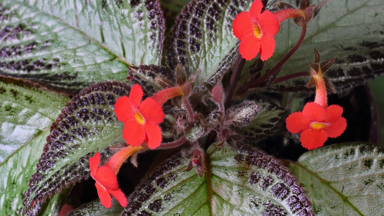 Grow & Care for Flame Violet Like a Pro 4 Grow & Care for Flame Violet Like a Pro - Episcia cupreatat dp27437039