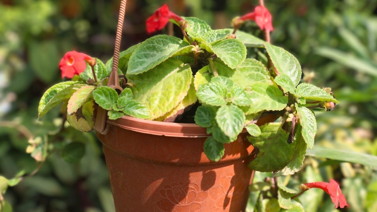 Grow & Care for Flame Violet Like a Pro 6 Grow & Care for Flame Violet Like a Pro - Episcia cupreatat dp714480260