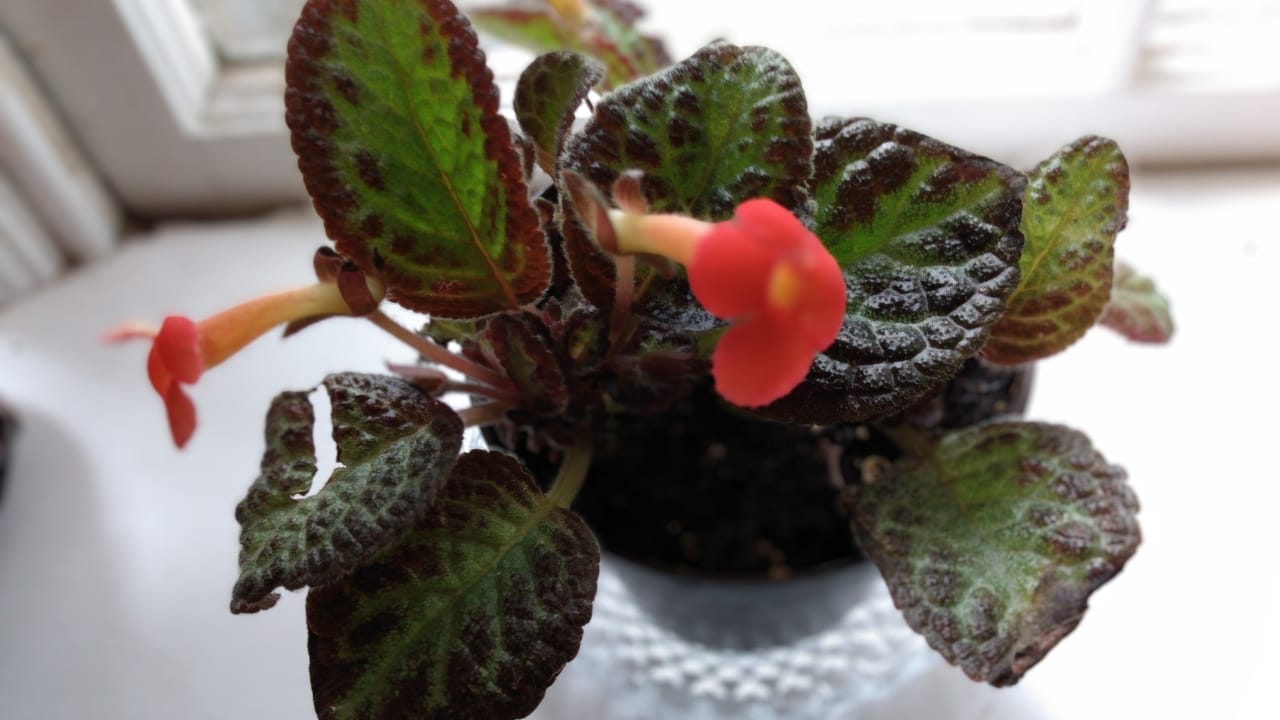 Grow & Care for Flame Violet Like a Pro 5 Grow & Care for Flame Violet Like a Pro - Episcia cupreatat