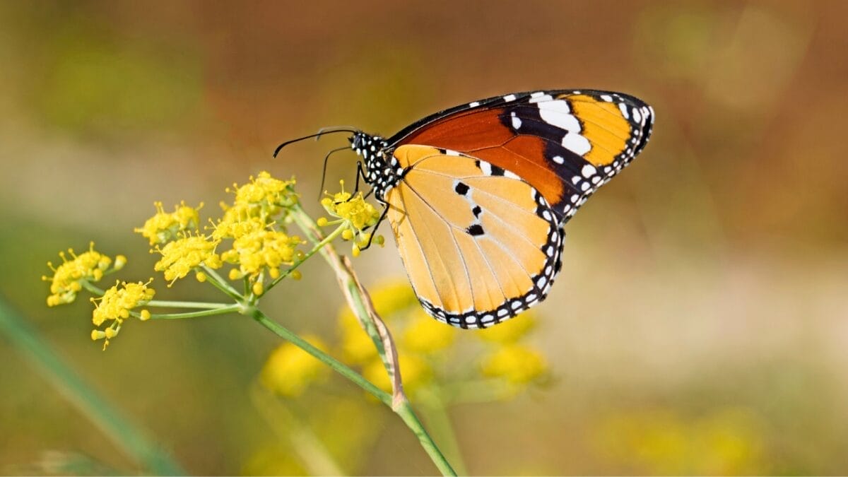 12 Plants That Naturally Repel Fleas: What to Know & Grow - Fennel ss2391955981