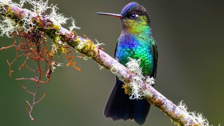 16 Enchanting Types of Hummingbirds Found in U.S. 9 16 Enchanting Types of Hummingbirds Found in U.S. - Fiery throated Hummingbird ss2321023225
