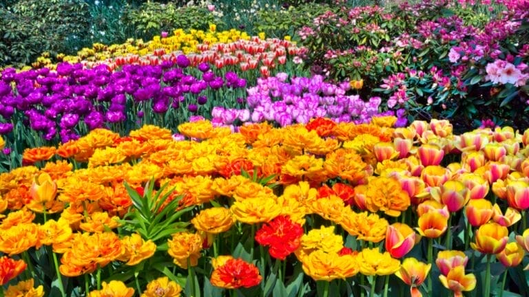 20 Fast-Growing Flowers That Will Have Your Garden Popping with Color in No Time 1 20 Fast-Growing Flowers That Will Have Your Garden Popping with Color in No Time - Flower garden ss131153162