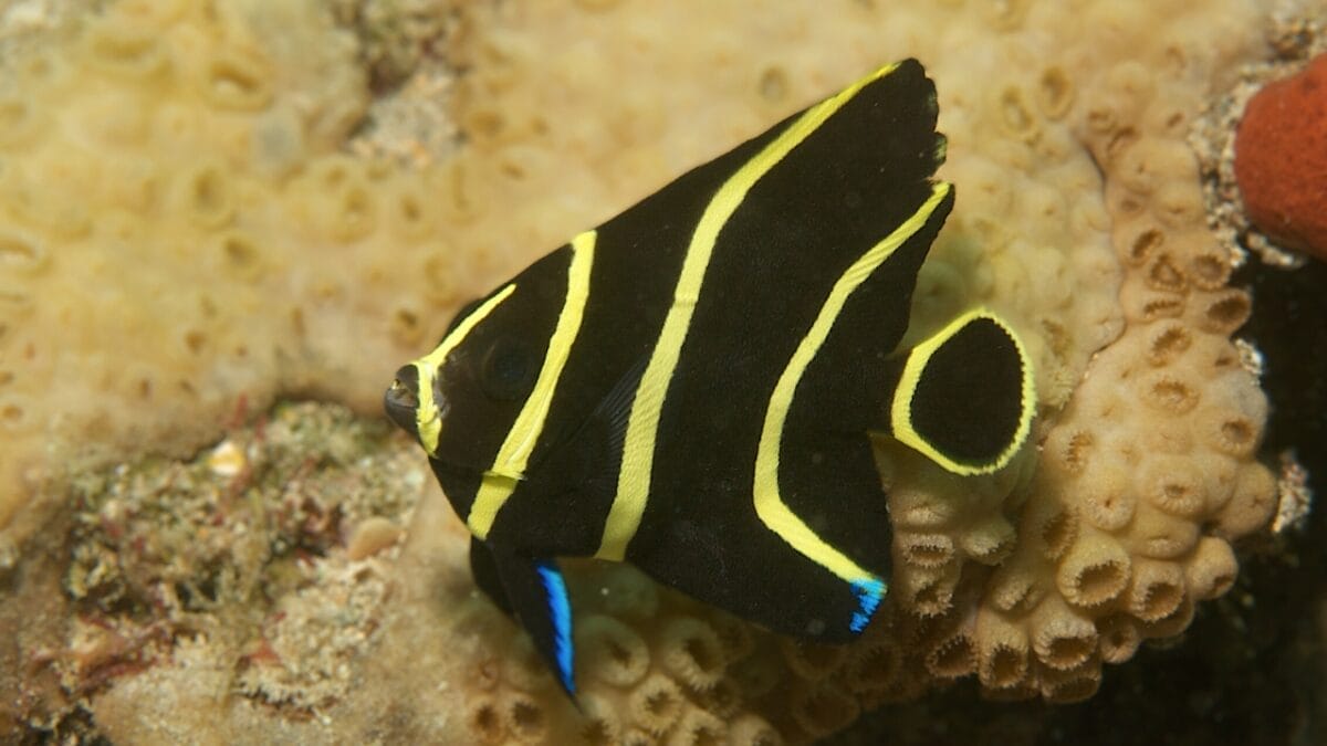 15 Bizarre & Unique Fish from Around the World 6 15 Bizarre & Unique Fish from Around the World - French angelfish ss77184433