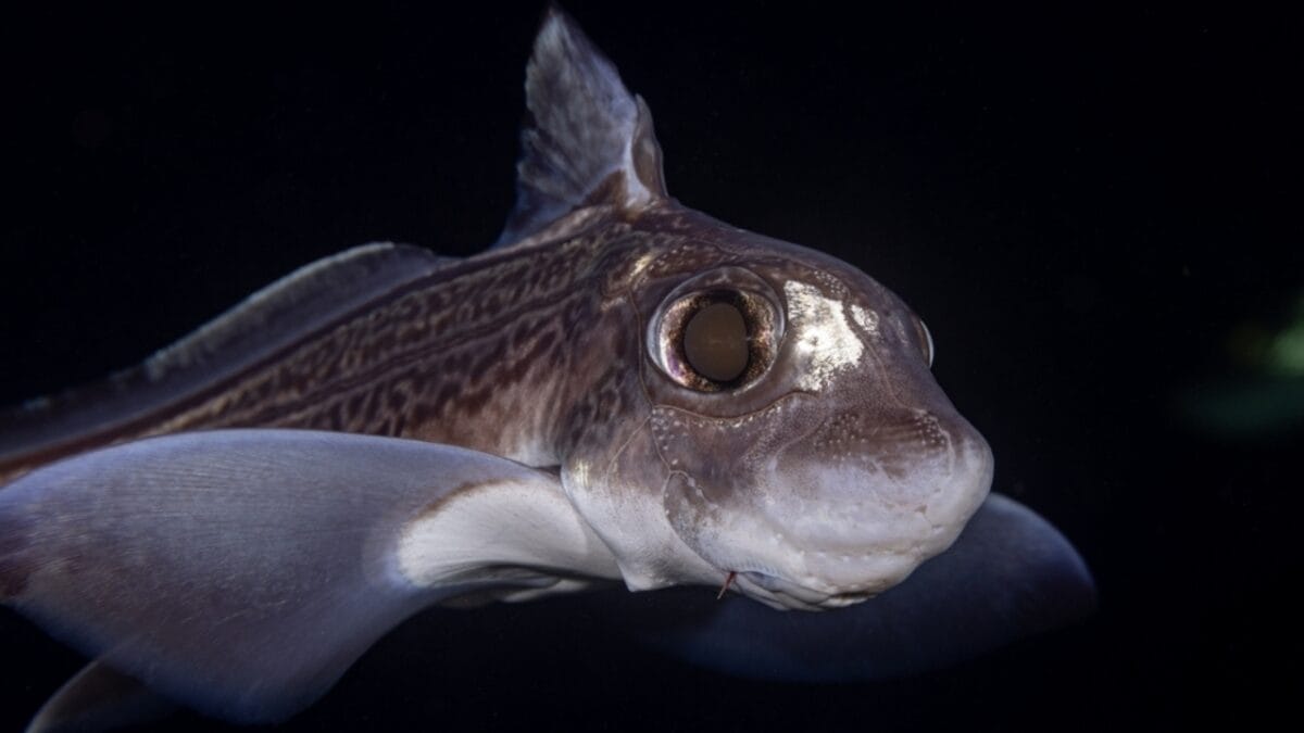 19 Real Sharks That Look Like They Belong in Science Fiction 16 19 Real Sharks That Look Like They Belong in Science Fiction - Ghost shark in black water ss2376359515