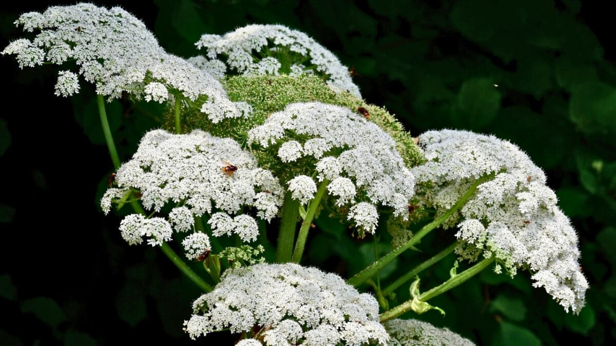 12 Invasive Plants You Must Remove ASAP from Your Yard 10 12 Invasive Plants You Must Remove ASAP from Your Yard - Giant Hogweed ss2326968407