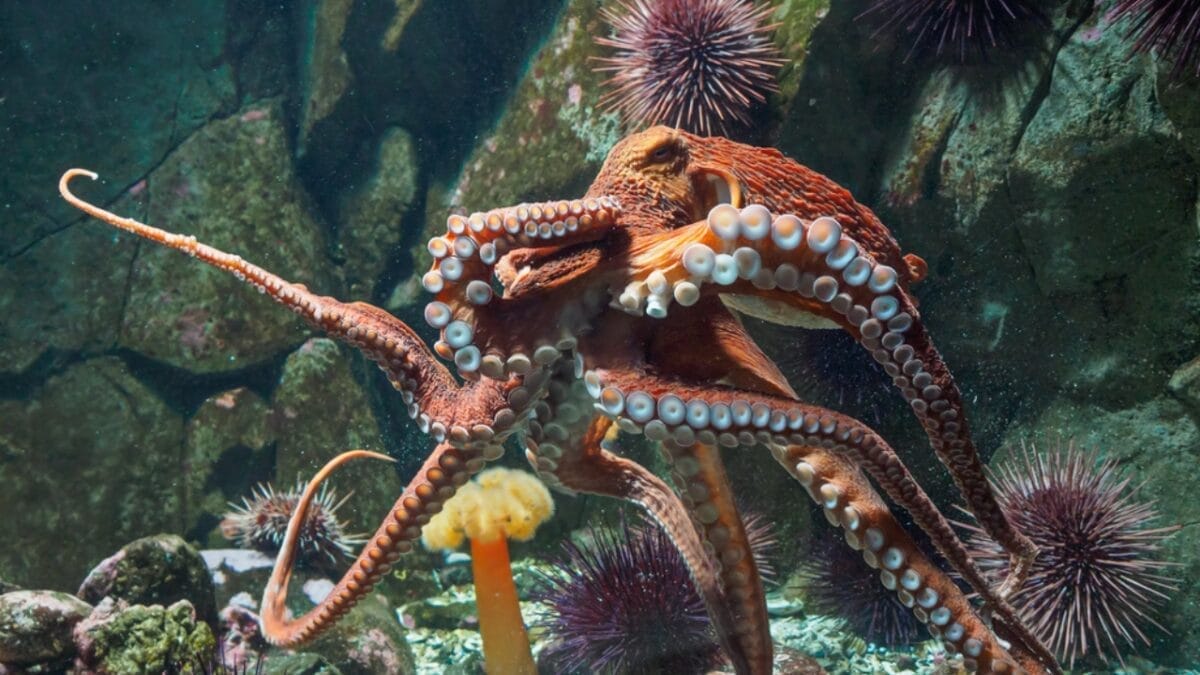 11 Remarkable Animals That Have Mastered Adaptation for Survival - Giant Pacific octopus ss598290749