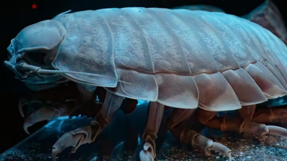 10 Creepy Deep Sea Creatures You Never Knew Existed 8 10 Creepy Deep Sea Creatures You Never Knew Existed - Giant isopod ss1776168140