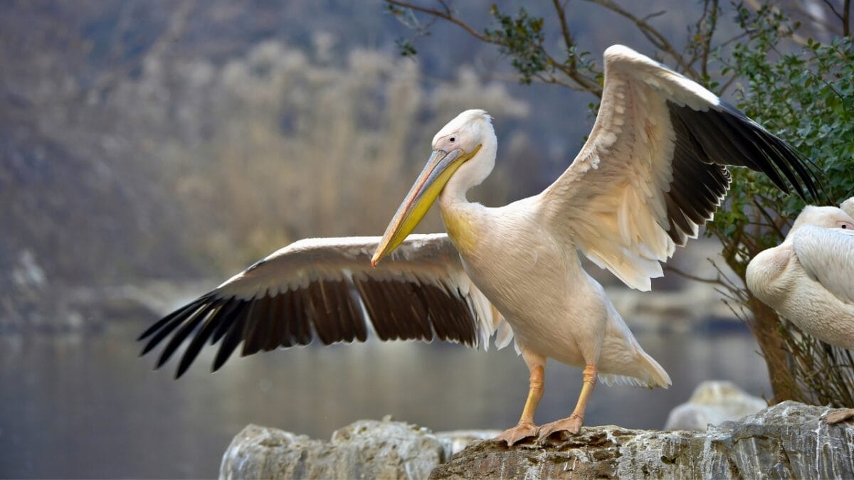 The World's 11 Largest Flying Birds: Majestic, Endangered & Making a Comeback 6 The World's 11 Largest Flying Birds: Majestic, Endangered & Making a Comeback - Great White Pelican ss538083916