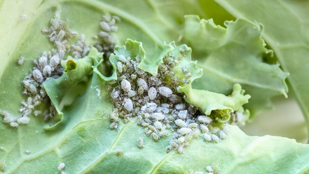 12 Reasons Why This Native Flower Is a Must-Have for Every Garden 6 12 Reasons Why This Native Flower Is a Must-Have for Every Garden - Grey cabbage aphids ss2006874338