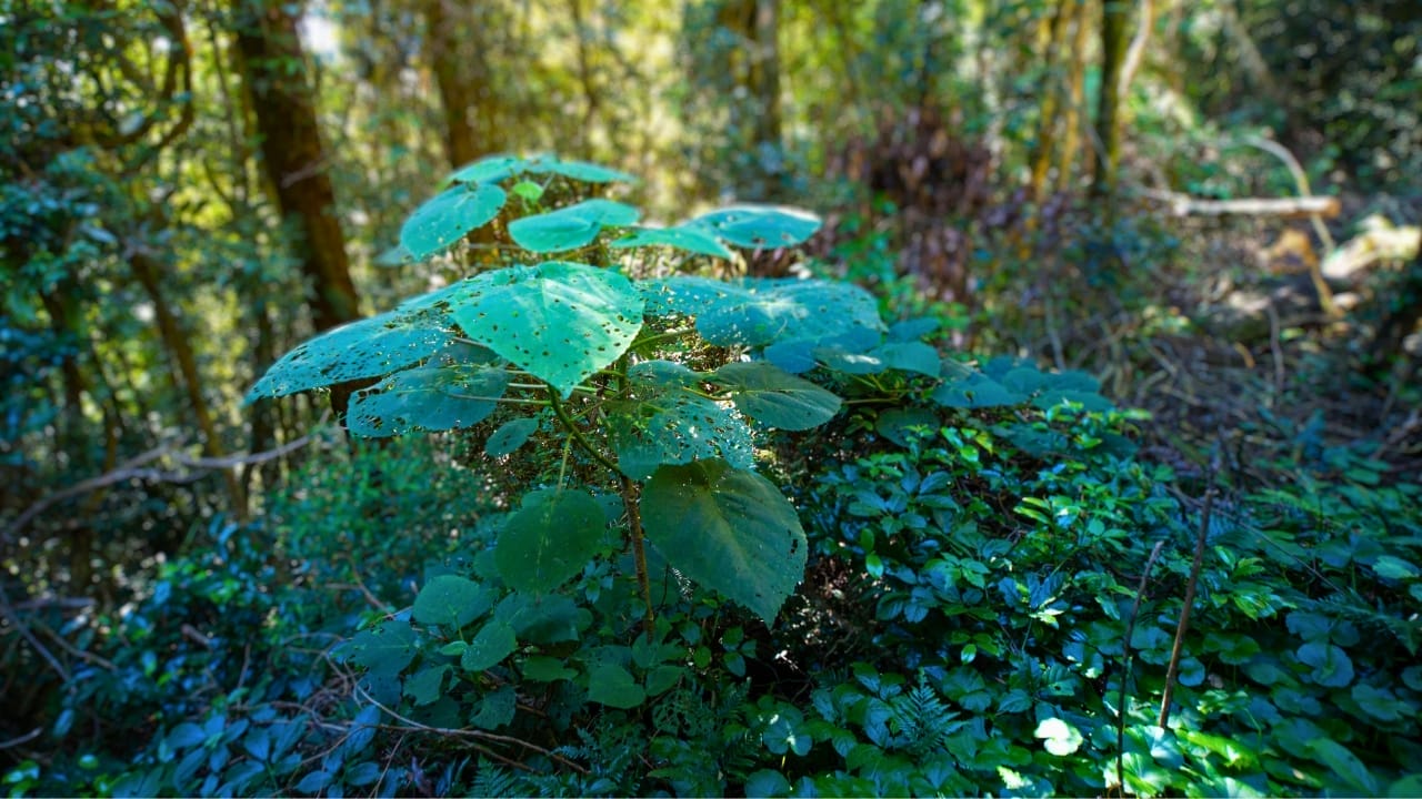 23 Deadly Plants to NEVER Touch: Linked to Over 21,400 Poisoning Cases 24 23 Deadly Plants to NEVER Touch: Linked to Over 21,400 Poisoning Cases - Gympie Gympie ss2332710381