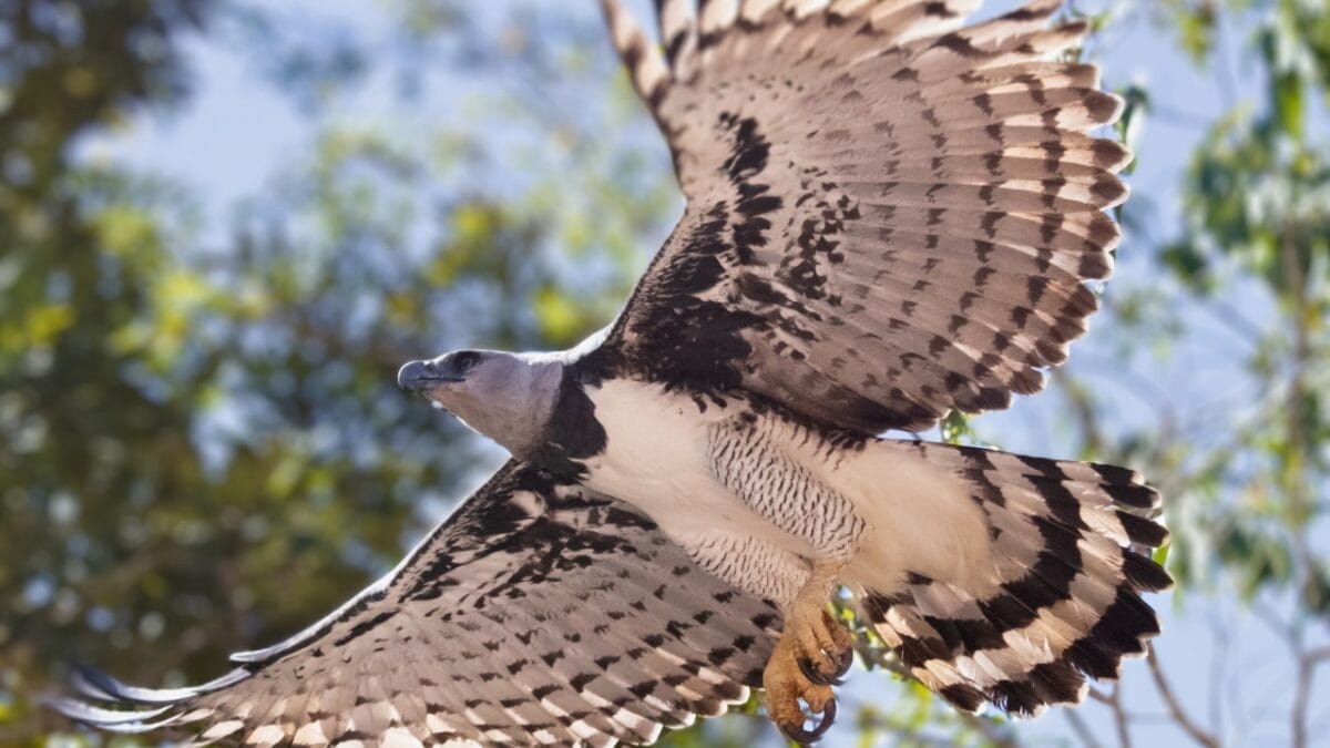 18 Facts About the Harpy Eagle, the Amazon’s Fiercest Raptor - Harpy Eagle ss2300244069