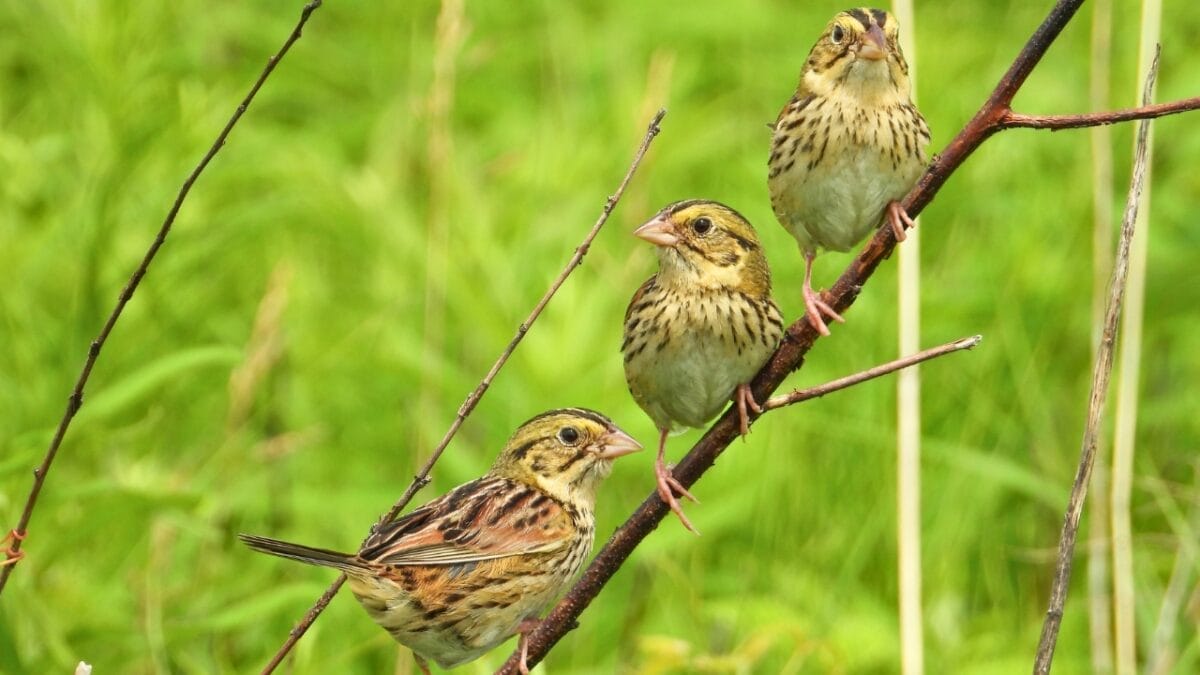 10 Ways to Attract Bluebirds to Your Yard - Henslows Sparrow Centronyx henslowii ss2366483385