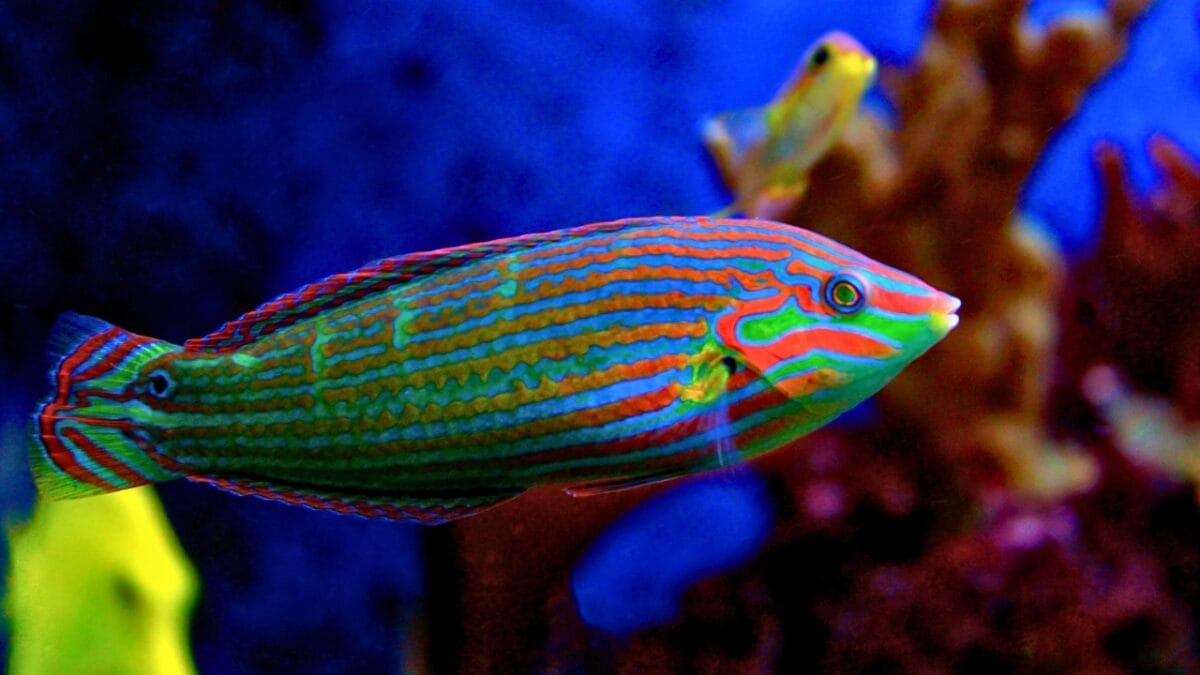 9 Animals That Can Remarkably Change Their Gender 3 9 Animals That Can Remarkably Change Their Gender - Hoevens Wrasse Halichoeres melanurus ss1227982984