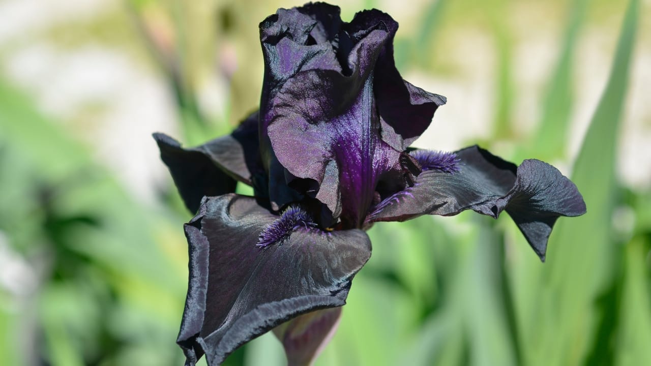 15 Striking Naturally Black Flowers to Add Mystery & Drama 14 15 Striking Naturally Black Flowers to Add Mystery & Drama - Iris Before the Storm ss2084569834