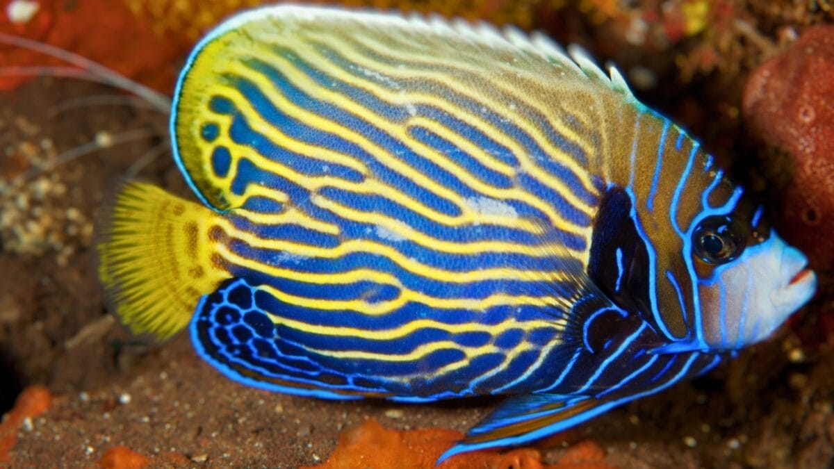 15 of the World's Prettiest Fish Species - Juvenile Emperor Angelfish ss797807692