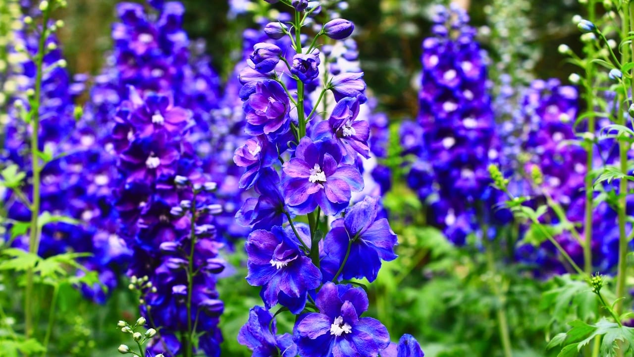 23 Deadly Plants to NEVER Touch: Linked to Over 21,400 Poisoning Cases 15 23 Deadly Plants to NEVER Touch: Linked to Over 21,400 Poisoning Cases - Larkspur ss2250585115
