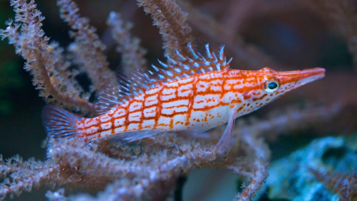 9 Animals That Can Remarkably Change Their Gender 6 9 Animals That Can Remarkably Change Their Gender - Longnose hawkfish Oxycirrhites typus ss504605167