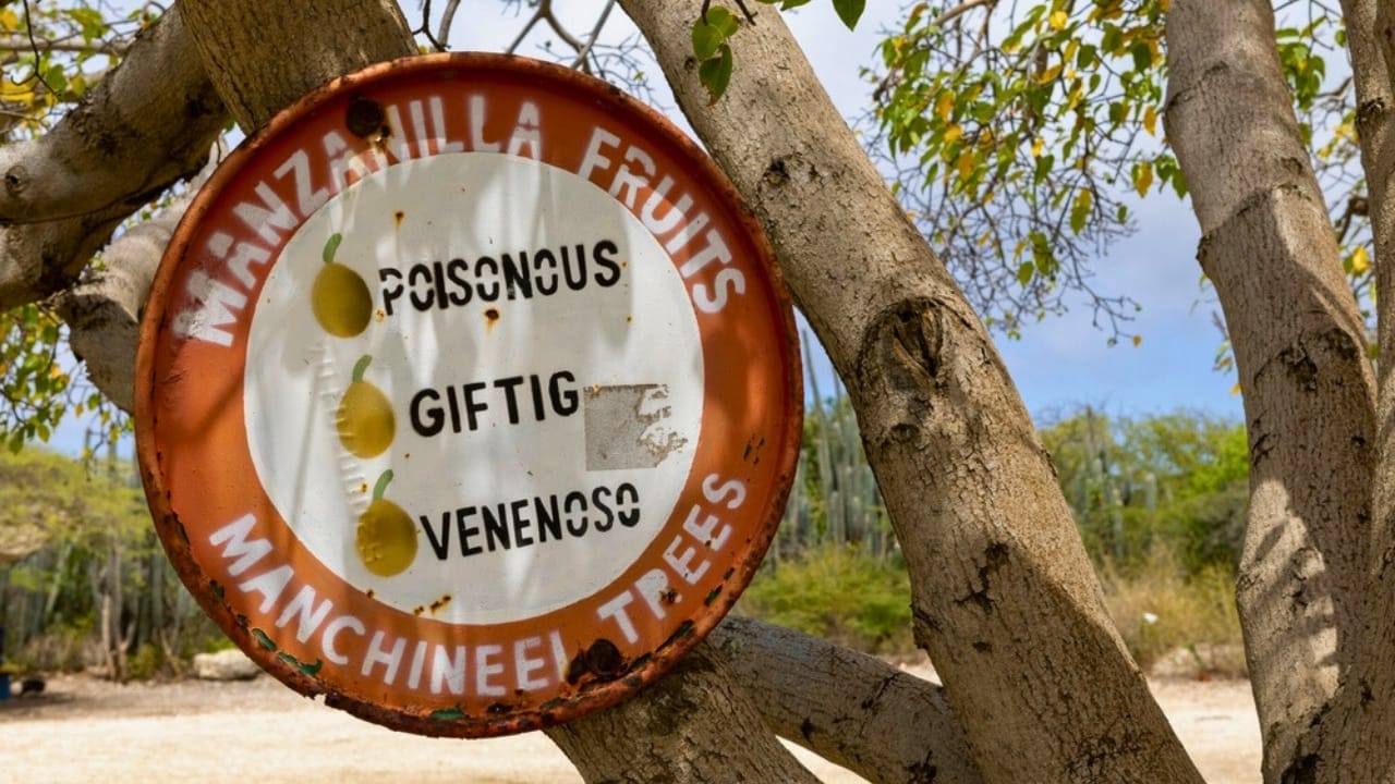 23 Deadly Plants to NEVER Touch: Linked to Over 21,400 Poisoning Cases 9 23 Deadly Plants to NEVER Touch: Linked to Over 21,400 Poisoning Cases - Manchineel Tree ss2149358401