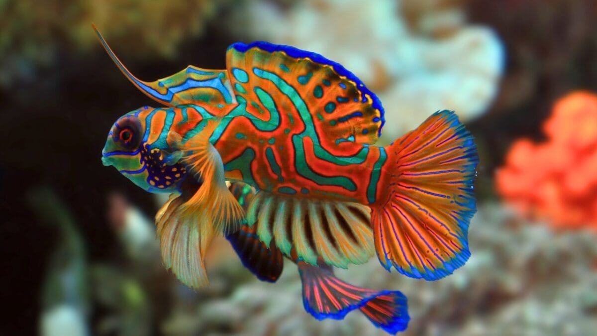 12 of the Most Beautiful Animals in the World 3 12 of the Most Beautiful Animals in the World - Mandarin Fish ss1811654902 2