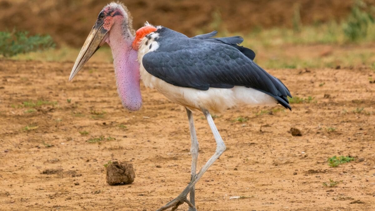 10 Feathered Messengers of the Bible - Marabou Stork ss2261156579