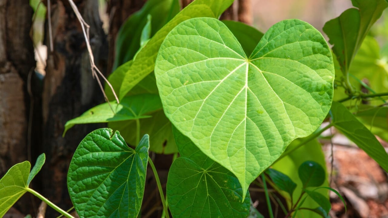 23 Deadly Plants to NEVER Touch: Linked to Over 21,400 Poisoning Cases 18 23 Deadly Plants to NEVER Touch: Linked to Over 21,400 Poisoning Cases - Moonseed ss1737413696