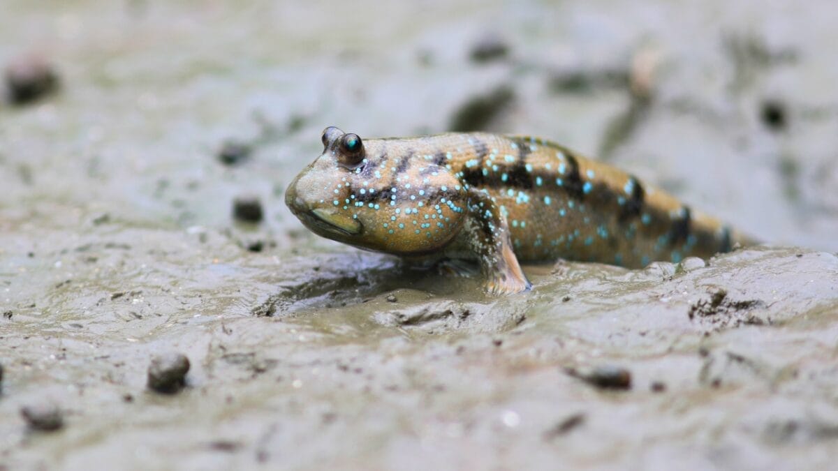 14 of the Toughest Animals on Earth: The Ultimate Survivors 15 14 of the Toughest Animals on Earth: The Ultimate Survivors - Mudskipper ss1787831792