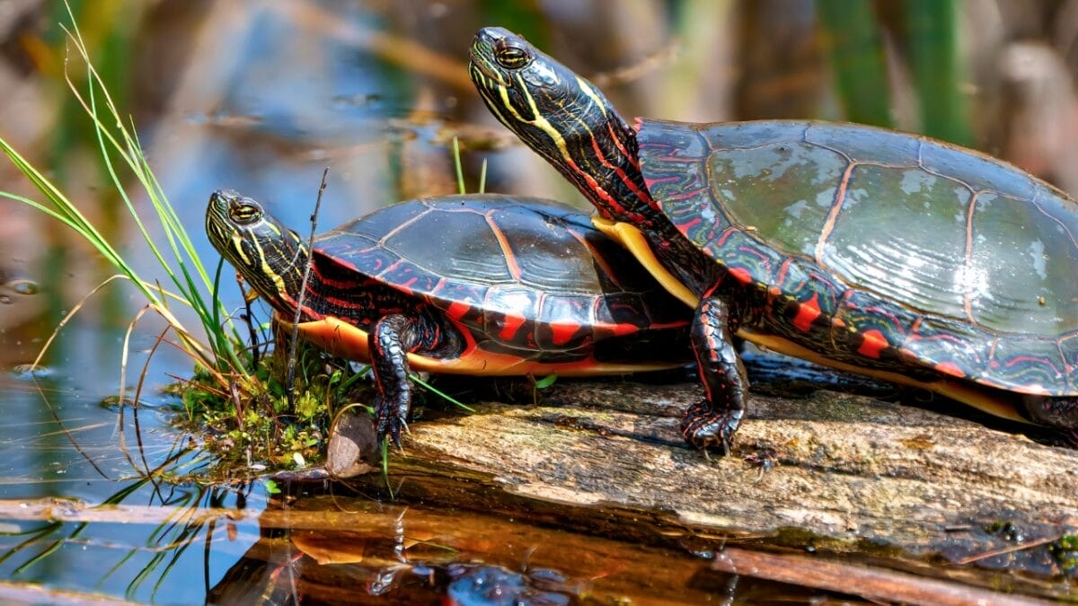 15 Animals That Seem to Understand Death in Surprising Ways 13 15 Animals That Seem to Understand Death in Surprising Ways - Painted Turtle dp662151494