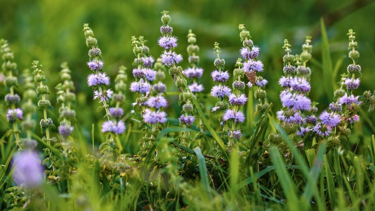 12 Plants That Naturally Repel Fleas: What to Know & Grow 13 12 Plants That Naturally Repel Fleas: What to Know & Grow - Pennyroyal ss2188871743
